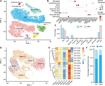 Frontiers Single Cell Transcriptome Reveals Diversity Of M Ller Cells